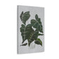 Lush Philodendron Canvas Print